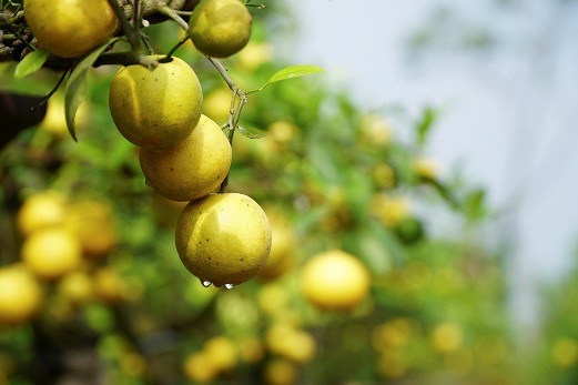 Chanh vàng tứ quý chơi Tết giá hàng chục triệu đồng - Ảnh 8.