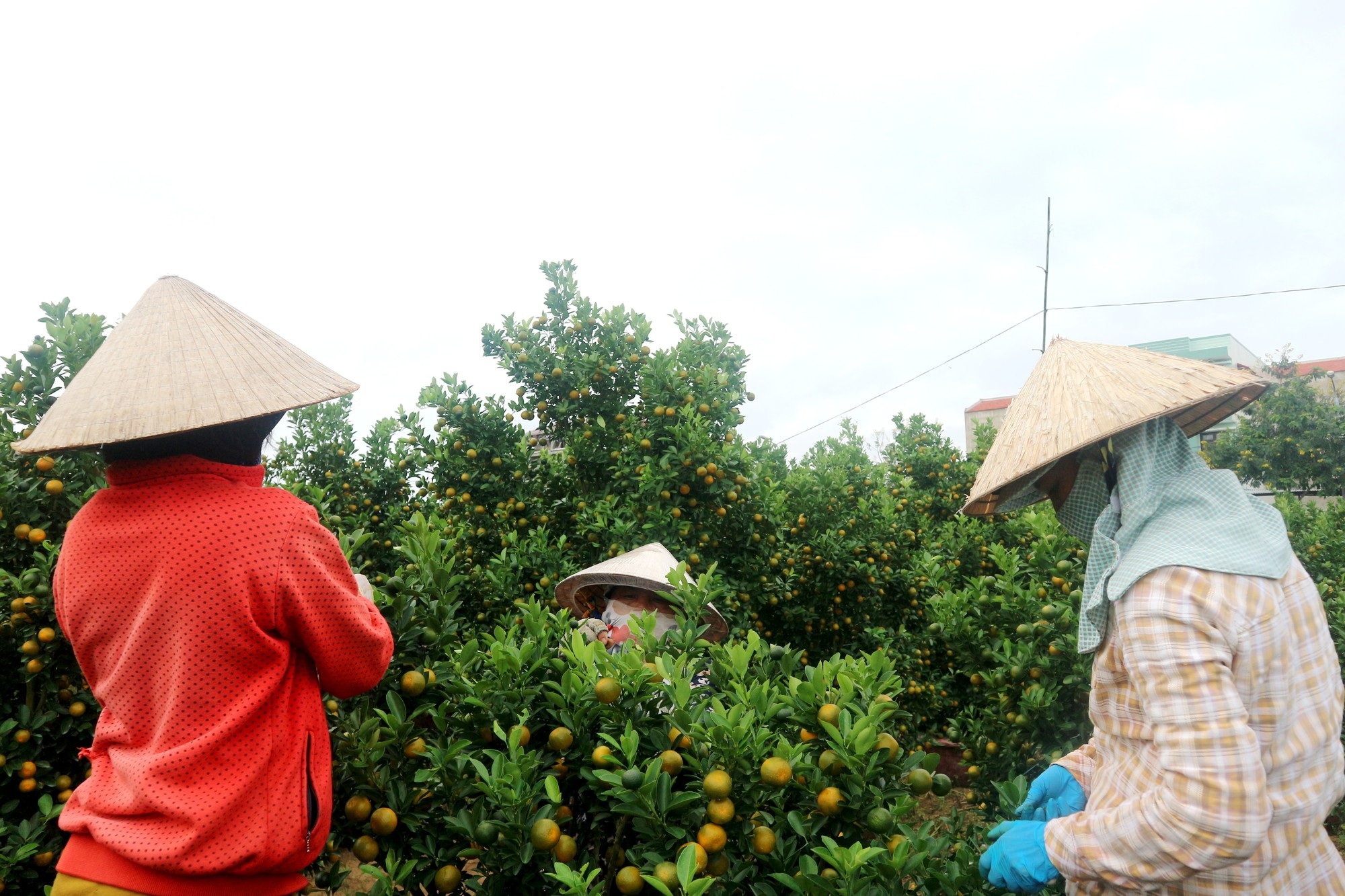 Quất Hội An được giá, trị trường sỉ bắt đầu hút hàng - Ảnh 3. Quất Hội An được giá, trị trường sỉ bắt đầu hút hàng - Ảnh 3.