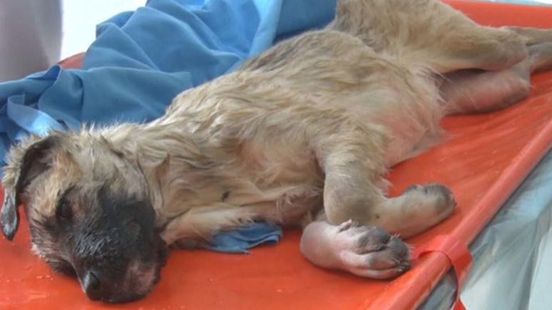 Cảnh sát tay không phá băng cứu chó mắc kẹt giữa hồ - Ảnh 3. Cảnh sát tay không phá băng cứu chó mắc kẹt giữa hồ - Ảnh 3.