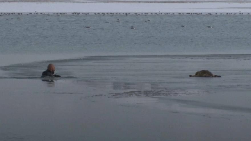 Cảnh sát tay không phá băng cứu chó mắc kẹt giữa hồ - Ảnh 2. Cảnh sát tay không phá băng cứu chó mắc kẹt giữa hồ - Ảnh 2.