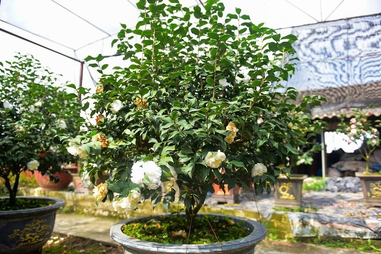 Hoa lạ chơi Tết: Trà cổ giá trăm triệu, đại gia xếp hàng cả tháng - Ảnh 5. Hoa lạ chơi Tết: Trà cổ giá trăm triệu, đại gia xếp hàng cả tháng - Ảnh 5.