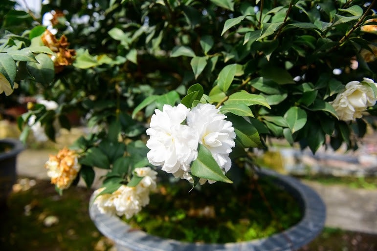 Hoa lạ chơi Tết: Trà cổ giá trăm triệu, đại gia xếp hàng cả tháng - Ảnh 12. Hoa lạ chơi Tết: Trà cổ giá trăm triệu, đại gia xếp hàng cả tháng - Ảnh 12.