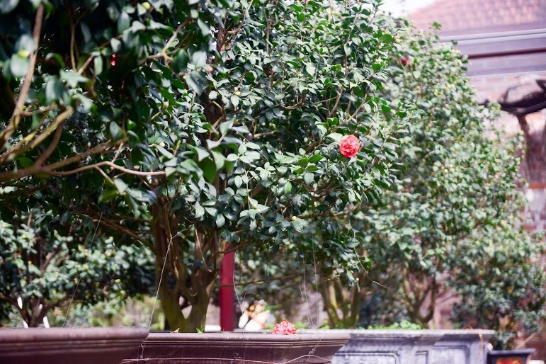 Hoa lạ chơi Tết: Trà cổ giá trăm triệu, đại gia xếp hàng cả tháng - Ảnh 14. Hoa lạ chơi Tết: Trà cổ giá trăm triệu, đại gia xếp hàng cả tháng - Ảnh 14.