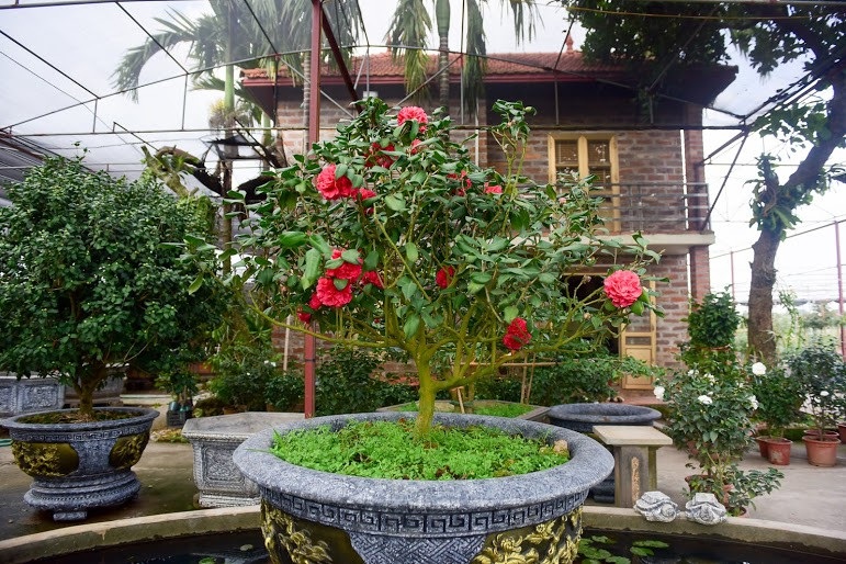 Hoa lạ chơi Tết: Trà cổ giá trăm triệu, đại gia xếp hàng cả tháng - Ảnh 1. Hoa lạ chơi Tết: Trà cổ giá trăm triệu, đại gia xếp hàng cả tháng - Ảnh 1.