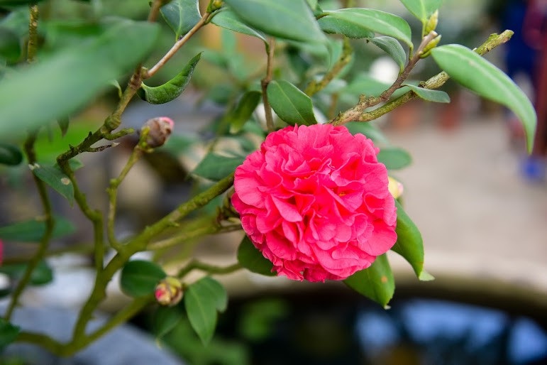 Hoa lạ chơi Tết: Trà cổ giá trăm triệu, đại gia xếp hàng cả tháng - Ảnh 2. Hoa lạ chơi Tết: Trà cổ giá trăm triệu, đại gia xếp hàng cả tháng - Ảnh 2.