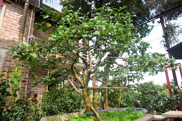 Hoa lạ chơi Tết: Trà cổ giá trăm triệu, đại gia xếp hàng cả tháng - Ảnh 10. Hoa lạ chơi Tết: Trà cổ giá trăm triệu, đại gia xếp hàng cả tháng - Ảnh 10.