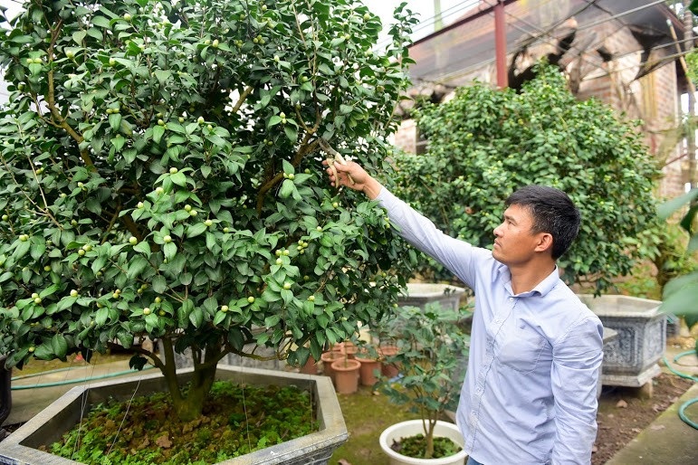 Hoa lạ chơi Tết: Trà cổ giá trăm triệu, đại gia xếp hàng cả tháng - Ảnh 8. Hoa lạ chơi Tết: Trà cổ giá trăm triệu, đại gia xếp hàng cả tháng - Ảnh 8.