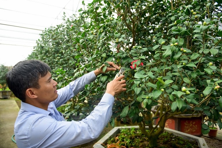 Hoa lạ chơi Tết: Trà cổ giá trăm triệu, đại gia xếp hàng cả tháng - Ảnh 6. Hoa lạ chơi Tết: Trà cổ giá trăm triệu, đại gia xếp hàng cả tháng - Ảnh 6.