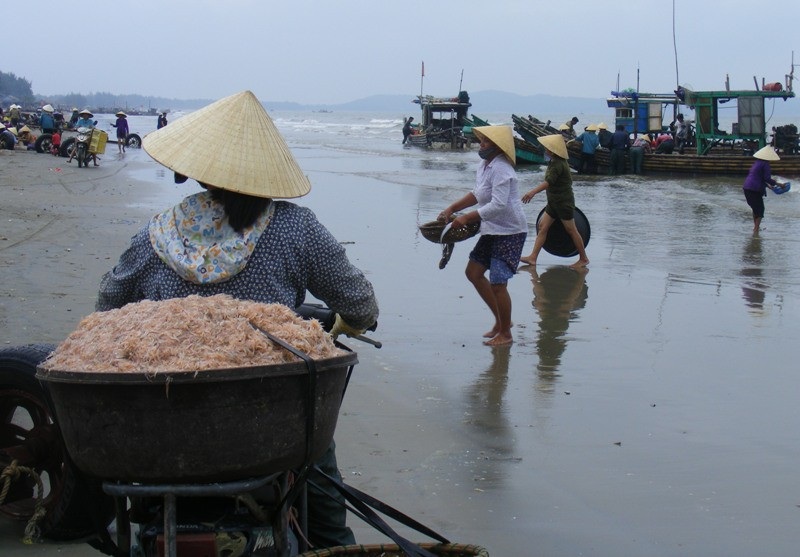 Cuối năm, ngư dân xứ Thanh trúng đậm mùa moi biển - Ảnh 10. Cuối năm, ngư dân xứ Thanh trúng đậm mùa moi biển - Ảnh 10.