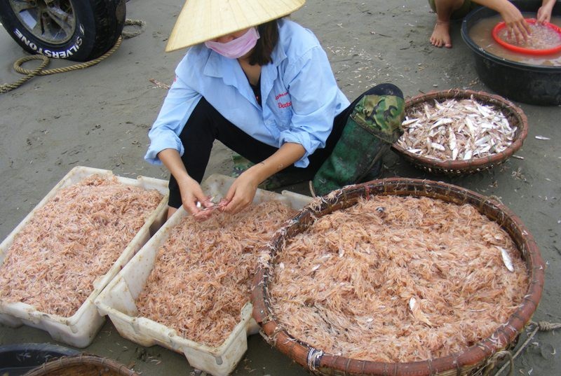 Cuối năm, ngư dân xứ Thanh trúng đậm mùa moi biển - Ảnh 4. Cuối năm, ngư dân xứ Thanh trúng đậm mùa moi biển - Ảnh 4.