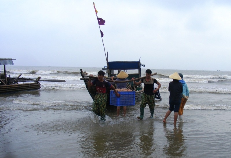 Cuối năm, ngư dân xứ Thanh trúng đậm mùa moi biển - Ảnh 1. Cuối năm, ngư dân xứ Thanh trúng đậm mùa moi biển - Ảnh 1.