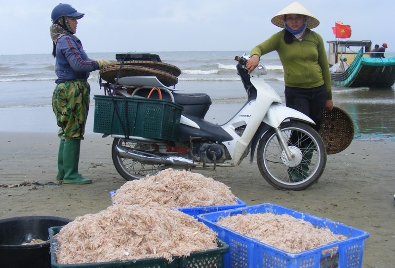 Cuối năm, ngư dân xứ Thanh trúng đậm mùa moi biển - Ảnh 9. Cuối năm, ngư dân xứ Thanh trúng đậm mùa moi biển - Ảnh 9.