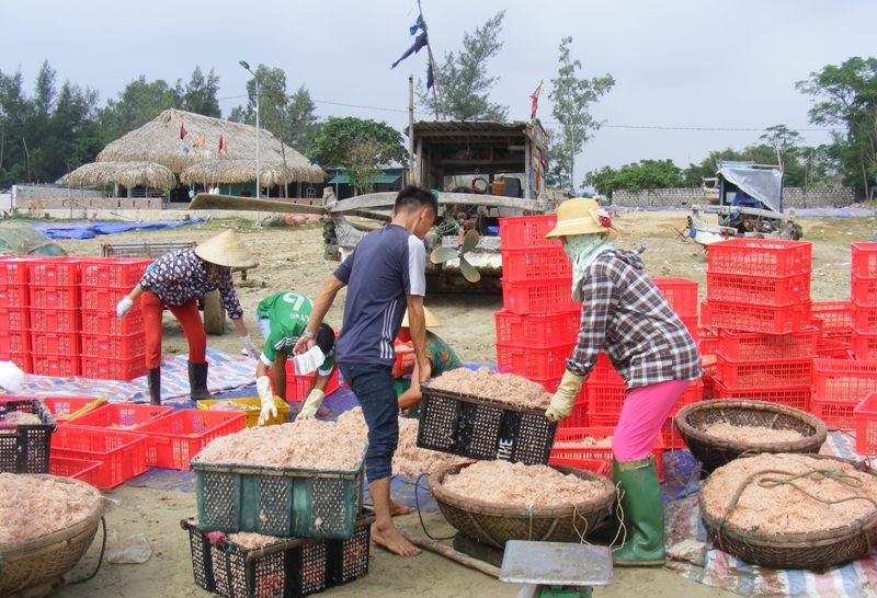Cuối năm, ngư dân xứ Thanh trúng đậm mùa moi biển - Ảnh 12. Cuối năm, ngư dân xứ Thanh trúng đậm mùa moi biển - Ảnh 12.
