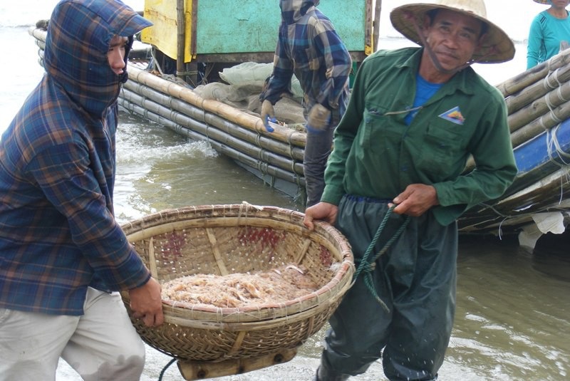 Cuối năm, ngư dân xứ Thanh trúng đậm mùa moi biển - Ảnh 5. Cuối năm, ngư dân xứ Thanh trúng đậm mùa moi biển - Ảnh 5.
