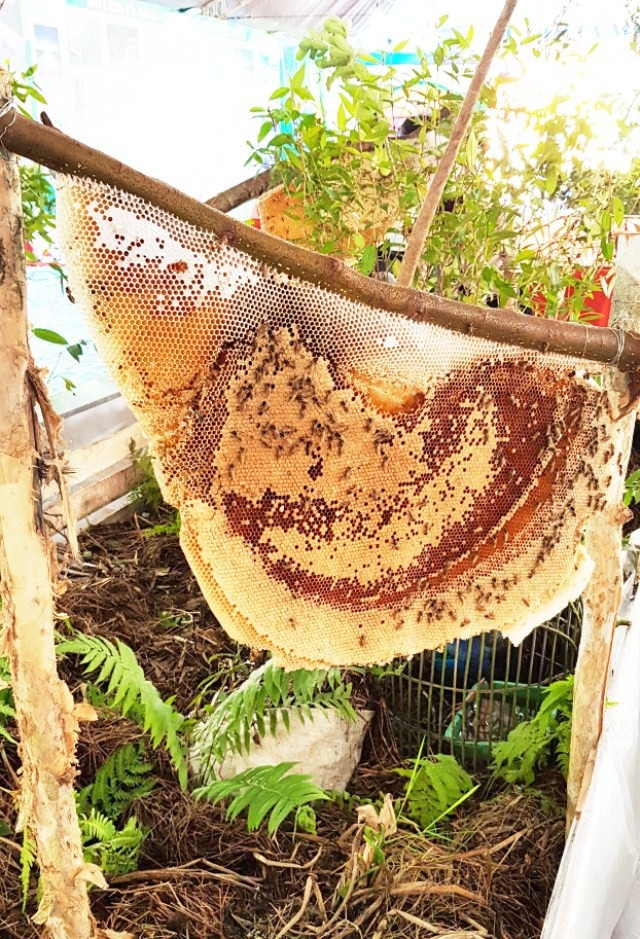 Trên 30 triệu lượt khách du lịch tham quan phía Tây ĐBSCL trong năm 2018 - Ảnh 4. Trên 30 triệu lượt khách du lịch tham quan phía Tây ĐBSCL trong năm 2018 - Ảnh 4.