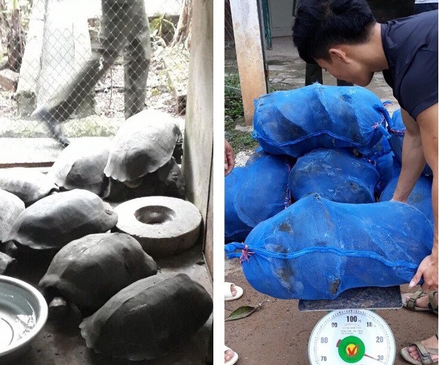 Bắt giữ xe tải chở động vật hoang dã với số lượng lớn - 1 Số động vật hoang dã do xe tải BKS 38C – 057.40 vận chuyển.