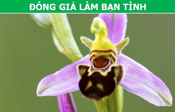 Kỳ thú những "chiêu trò" được thực vật sử dụng trong quá trình sinh sản - 1 Kỳ thú những "chiêu trò" được thực vật sử dụng trong quá trình sinh sản - 1