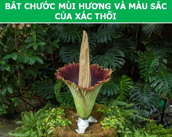 Kỳ thú những "chiêu trò" được thực vật sử dụng trong quá trình sinh sản - 2 Kỳ thú những "chiêu trò" được thực vật sử dụng trong quá trình sinh sản - 2
