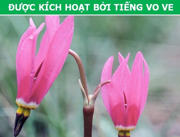 Kỳ thú những "chiêu trò" được thực vật sử dụng trong quá trình sinh sản - 3 Kỳ thú những "chiêu trò" được thực vật sử dụng trong quá trình sinh sản - 3