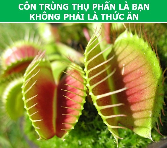 Kỳ thú những "chiêu trò" được thực vật sử dụng trong quá trình sinh sản - 4 Kỳ thú những "chiêu trò" được thực vật sử dụng trong quá trình sinh sản - 4