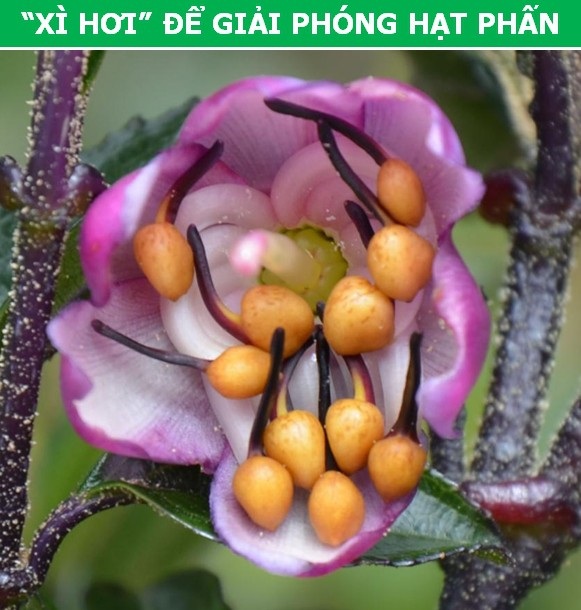 Kỳ thú những "chiêu trò" được thực vật sử dụng trong quá trình sinh sản - 5 Kỳ thú những "chiêu trò" được thực vật sử dụng trong quá trình sinh sản - 5