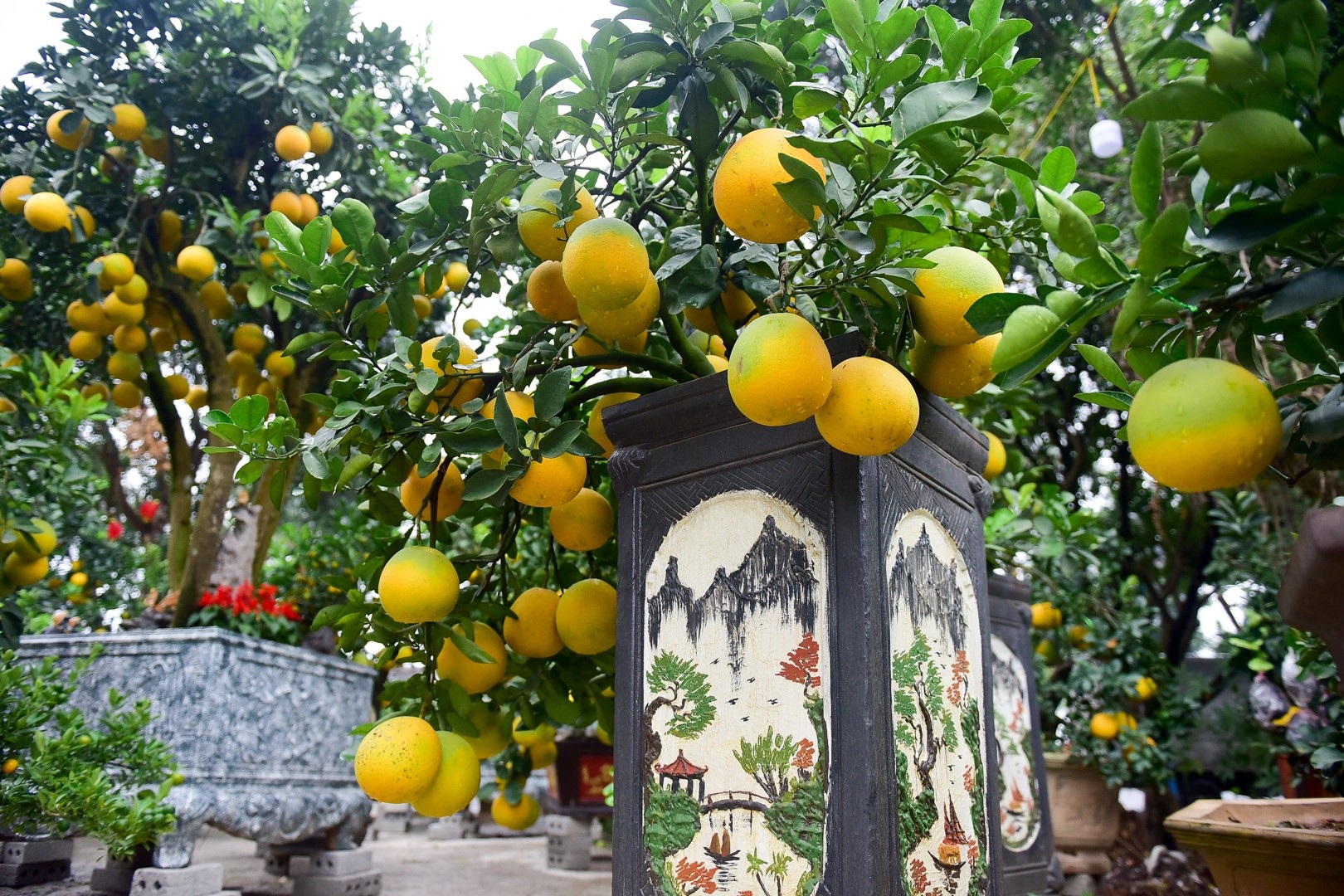 Bưởi bonsai cỡ nhỏ giá tiền triệu được nhiều người ưa chuộng dịp Tết - Ảnh 4. Bưởi bonsai cỡ nhỏ giá tiền triệu được nhiều người ưa chuộng dịp Tết - Ảnh 4.