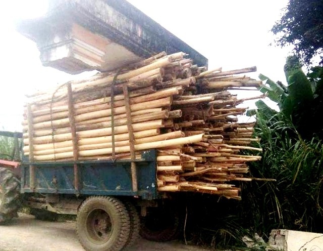 Xe gỗ “chở” cả... cổng làng chạy trên đường - 2
Xe công nông “cõng” cổng chào của làng đi