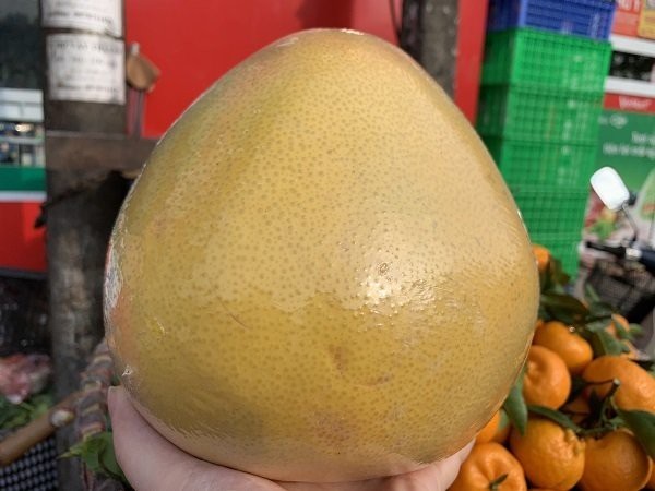 Bưởi Trung Quốc khổng lồ, vỏ vàng bóng tràn về chợ Việt - 2
Bưởi Trung Quốc nặng trung bình trên dưới 2kg, có quả nặng tới 3kg