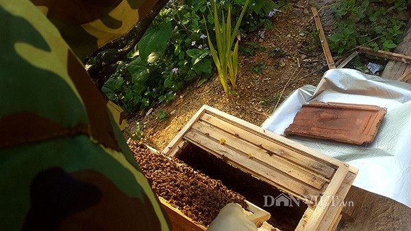 8X xứ Lạng thu trăm triệu đồng/năm từ nuôi ong mật - 4 Đàn càng khỏe và đông thì càng nhiều cầu ong trong 1 thùng. Trung bình 1 cầu ong anh Cương bán giống với giá 200.000 đồng/cầu.