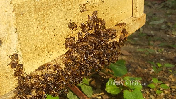 8X xứ Lạng thu trăm triệu đồng/năm từ nuôi ong mật - 5 Theo anh Cương thì đây là những con ong có nhiệm vụ bảo vệ tổ.