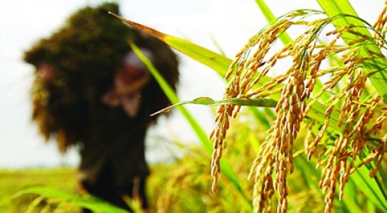 Các hiệp định thương mại tự do được kí kết sẽ là cơ hội cho nông sản Việt Nam