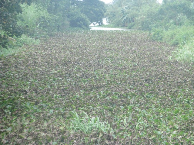 Tình trạng ô nhiễm môi trường nước trên địa bàn tỉnh Bạc Liêu, người dân bức xúc và được đại biểu đánh giá là báo động.