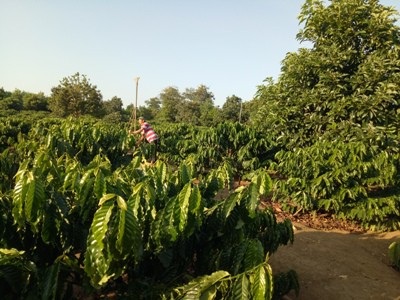 Ông Giang Văn Sử đang lắp đặt dụng cụ tưới nước cho vườn cà phê tái canh 