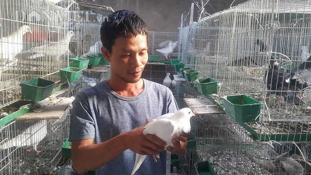 Bỏ vô lăng về quê lập nghiệp thành công với nghề nuôi chim và dế - 1 Sau khi bỏ nghề lái xe về quê lập nghiệp, anh Phạm Xuân Đức có nguồn thu nhập ổn định hơn 10 triệu đồng/tháng.