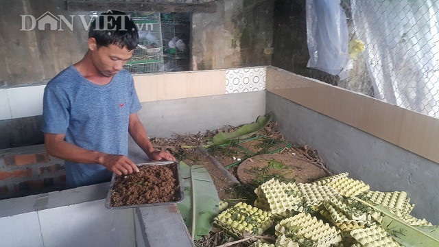 Bỏ vô lăng về quê lập nghiệp thành công với nghề nuôi chim và dế - 2 Mỗi tháng gia đình anh Đức bán ra thị trường hơn 100 đôi chim non với mức giá dao động từ 100-150 ngàn đồng/cặp.
