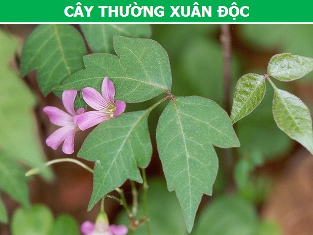 Những loài cây có thể khiến bạn “nhập viện” chỉ với một cái chạm nhẹ - 2 Những loài cây có thể khiến bạn “nhập viện” chỉ với một cái chạm nhẹ - 2