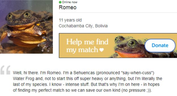Hồ sơ của chú ếch Romeo trên trang hẹn hò. (Ảnh: Match)