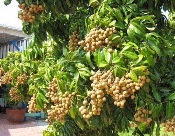 Về xứ Đông ăn rươi An Định, ăn bánh “tam vương”! - 6
Nhãn lồng xứ Đông.