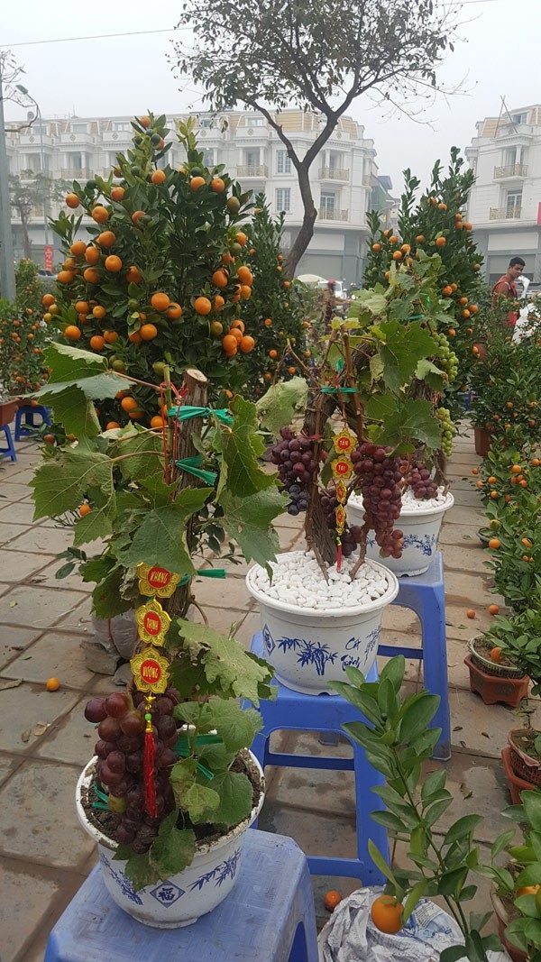 Cây Tết siêu độc, chị chủ vừa bán vừa tiếc - 4 Cây Tết siêu độc, chị chủ vừa bán vừa tiếc - 4