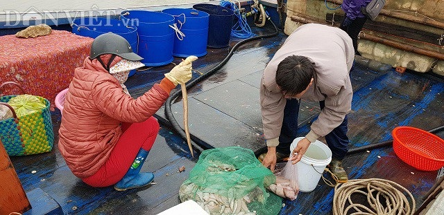 Sắp đến Tết, ngư dân miền biển vẫn ra khơi "săn" hải sản cuối năm - 4 Sắp đến Tết, ngư dân miền biển vẫn ra khơi "săn" hải sản cuối năm - 4