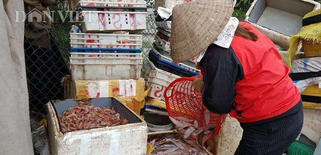 Sắp đến Tết, ngư dân miền biển vẫn ra khơi "săn" hải sản cuối năm - 5 Sắp đến Tết, ngư dân miền biển vẫn ra khơi "săn" hải sản cuối năm - 5