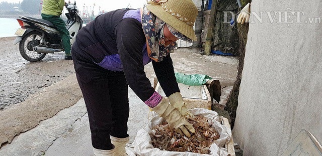 Sắp đến Tết, ngư dân miền biển vẫn ra khơi "săn" hải sản cuối năm - 7