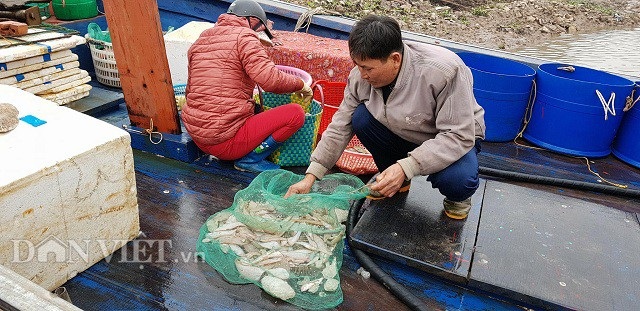 Sắp đến Tết, ngư dân miền biển vẫn ra khơi "săn" hải sản cuối năm - 3 Sắp đến Tết, ngư dân miền biển vẫn ra khơi "săn" hải sản cuối năm - 3
