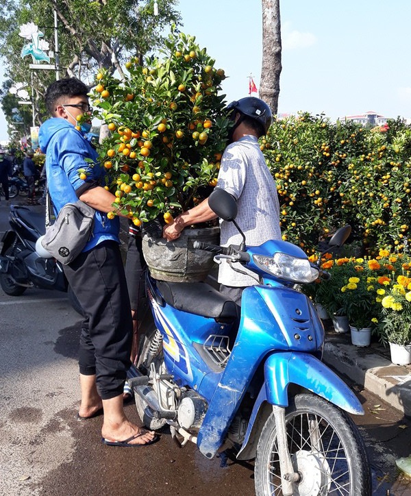 Chợ hoa Tết chiều 29, cúc, đào vẫn ế vì đâu? - 7 Hàng quất bán cũng khá chậm.