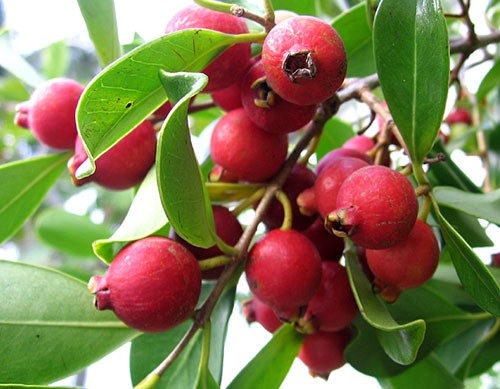 Chuối đỏ au, bưởi hồng rực: Hàng hiếm cúng Tết cầu may mắn - 13
Ổi đỏ có vẻ ngoài bắt mắt và hương vị thơm ngọt