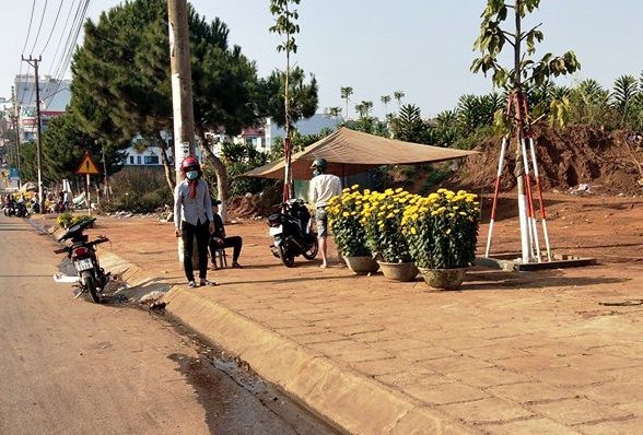 Gia Lai: Các thương lái buôn hoa đều có lãi - 7 Những chậu cúc cuối vẫn giữ nguyên giá 300 ngàn đồng/chậu