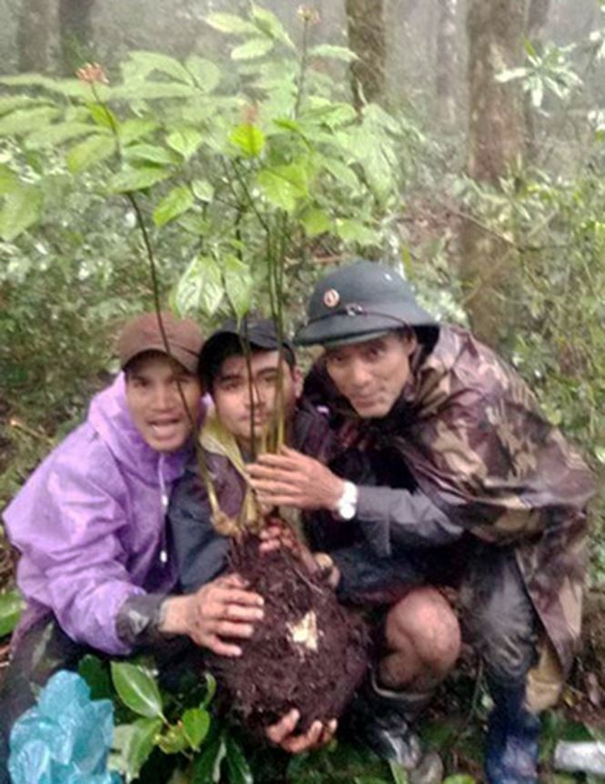 Đào được sâm Ngọc Linh củ bằng chiếc đũa, giá 500 triệu - 1
Anh Giới cùng hai người bạn đào được củ sâm Ngọc Linh tự nhiên quý hiếm.