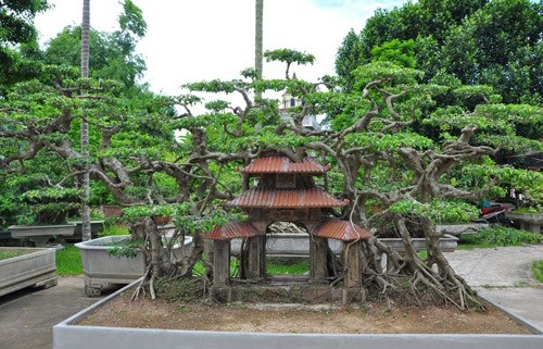 
Siêu cây sanh phố cổ cũng là sản phẩm trị giá tiền tỷ tại nhà vườn của ông Ngọ.
