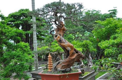 Mùng 1 Tết: Ngắm vườn “siêu” cây cảnh giá 10 tỷ đồng ở Hà Thành - 6
Đa phần các cây đều có tuổi đời lâu năm, được ông Ngọ lùng mua ở khắp mọi miền đất nước sau đó tự mình uốn thế, chỉnh sửa.