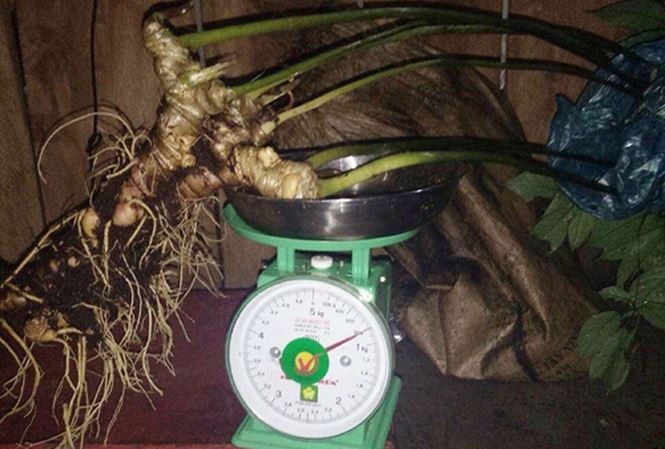 Đào được sâm Ngọc Linh củ bằng chiếc đũa, giá 500 triệu - 2
Thân và củ sâm Ngọc Linh nặng tám lạng.